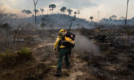 La deforestación de la Amazonía, una epidemia ambiental en silencioso auge
