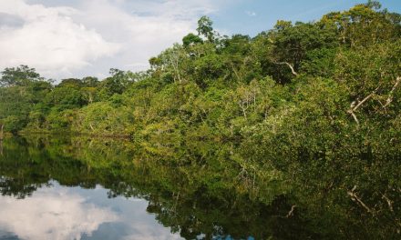 El Amazonas, más en peligro que nunca: libera más carbono del que absorbe