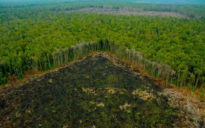 España, el tercer país de la UE más responsable de la deforestación tropical