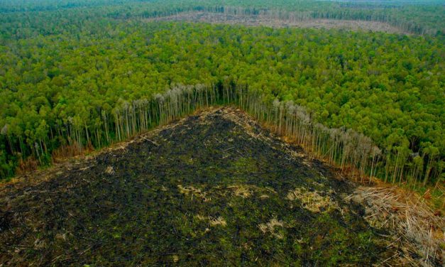 España, el tercer país de la UE más responsable de la deforestación tropical